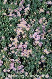 Aster ericoides 'Lovely'                       